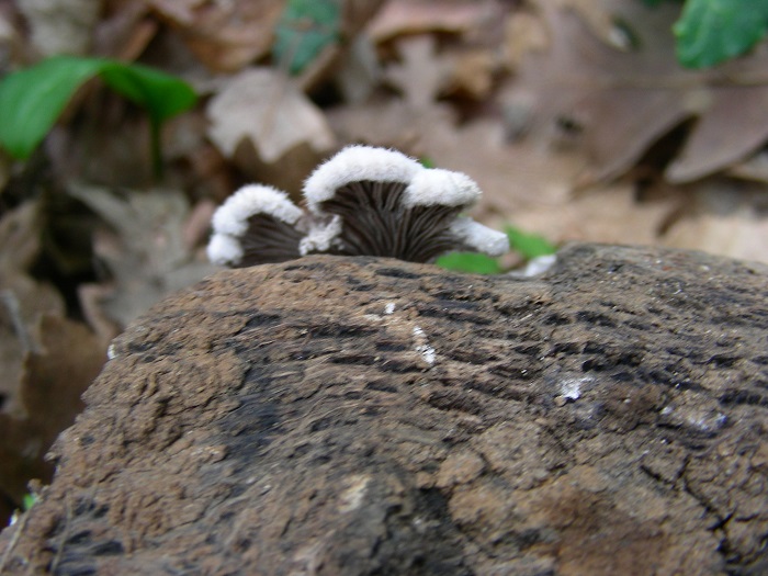 614 Marzo vecchio ritrovamento